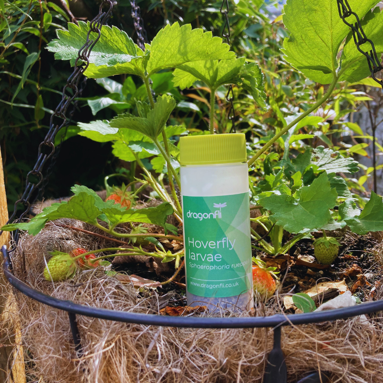 Hoverfly Larvae - Sphaerophoria rueppellii