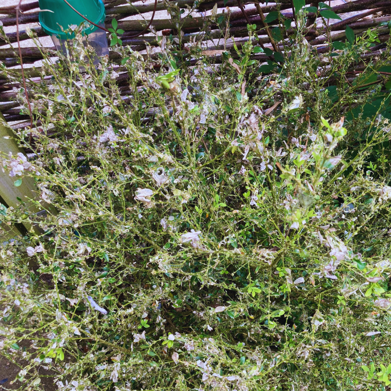 Small Garden Box Tree Caterpillar Killer Nematodes