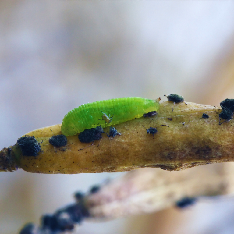 Hoverfly Larvae - Sphaerophoria rueppellii