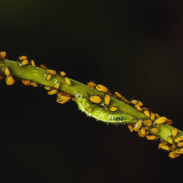 Hoverfly Larvae - Sphaerophoria rueppellii