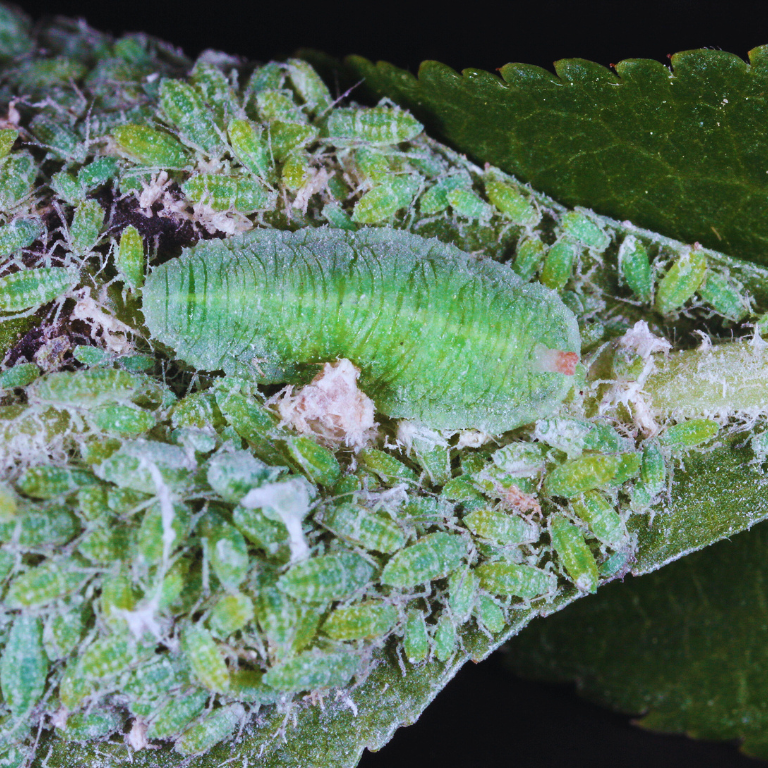 Hoverfly Larvae - Sphaerophoria rueppellii