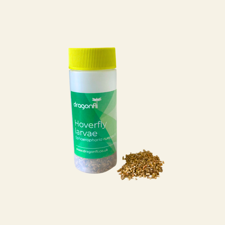 Hoverfly Larvae - Sphaerophoria rueppellii