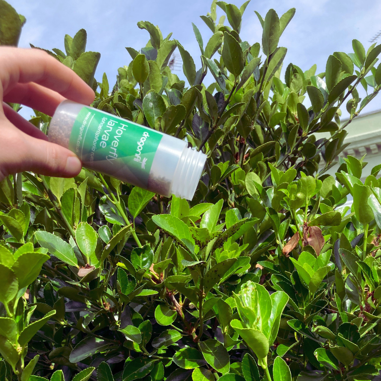 Hoverfly Larvae - Sphaerophoria rueppellii