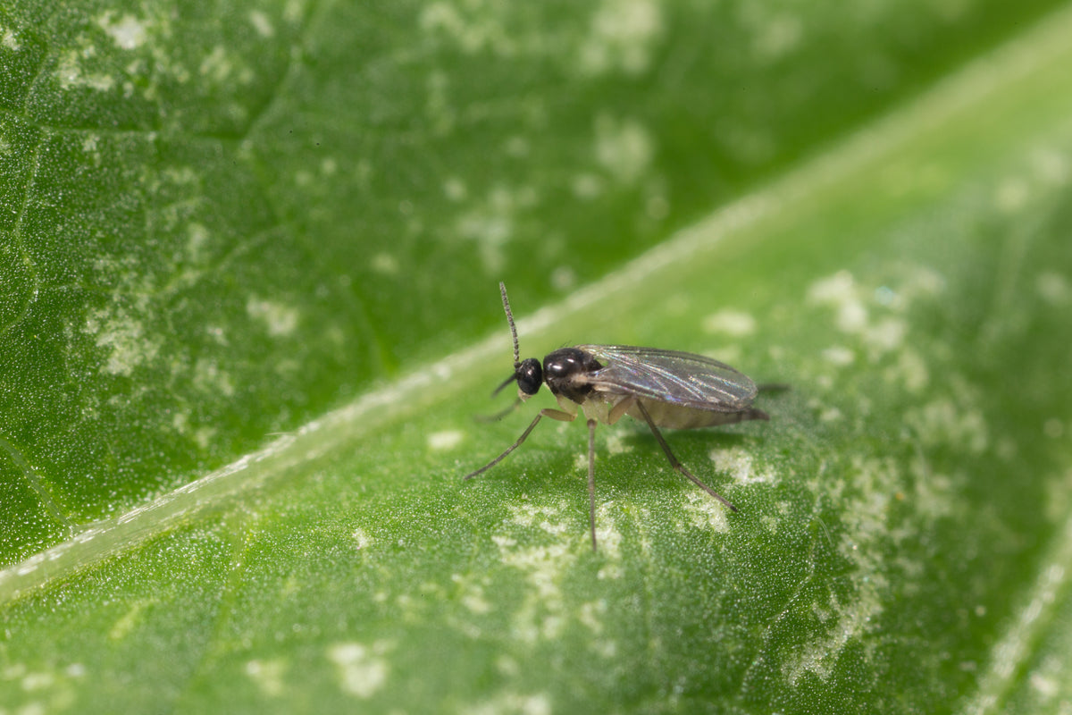 Fungus Fly Killer Nematodes - Dragonfli
