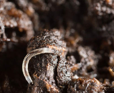 NEW: Fungus Fly Killer Bundle: Nematodes, Predatory Mites & Sticky Traps