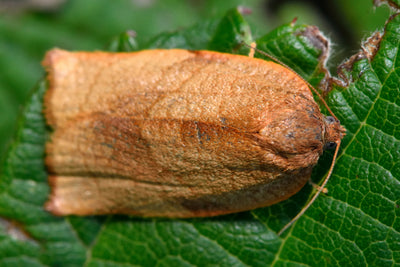 Carnation Tortrix Moth Pheromone Lure