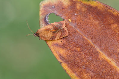 Carnation Tortrix Moth Pheromone Lure