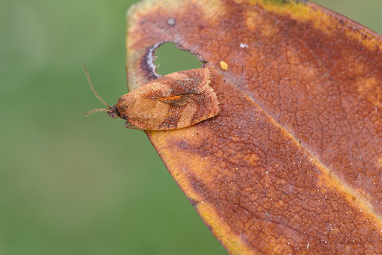 Carnation Tortrix Caterpillar Moth Pheromone Trap