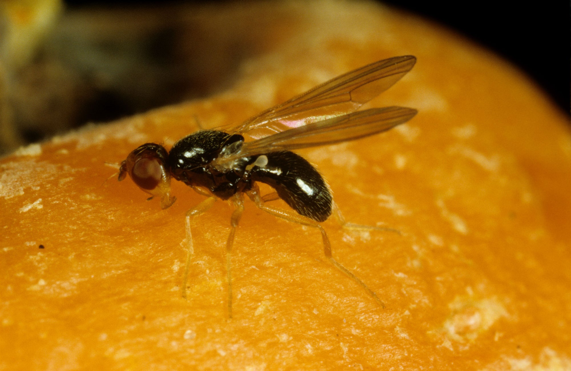 Small Garden Carrot Root Fly Killer Nematodes