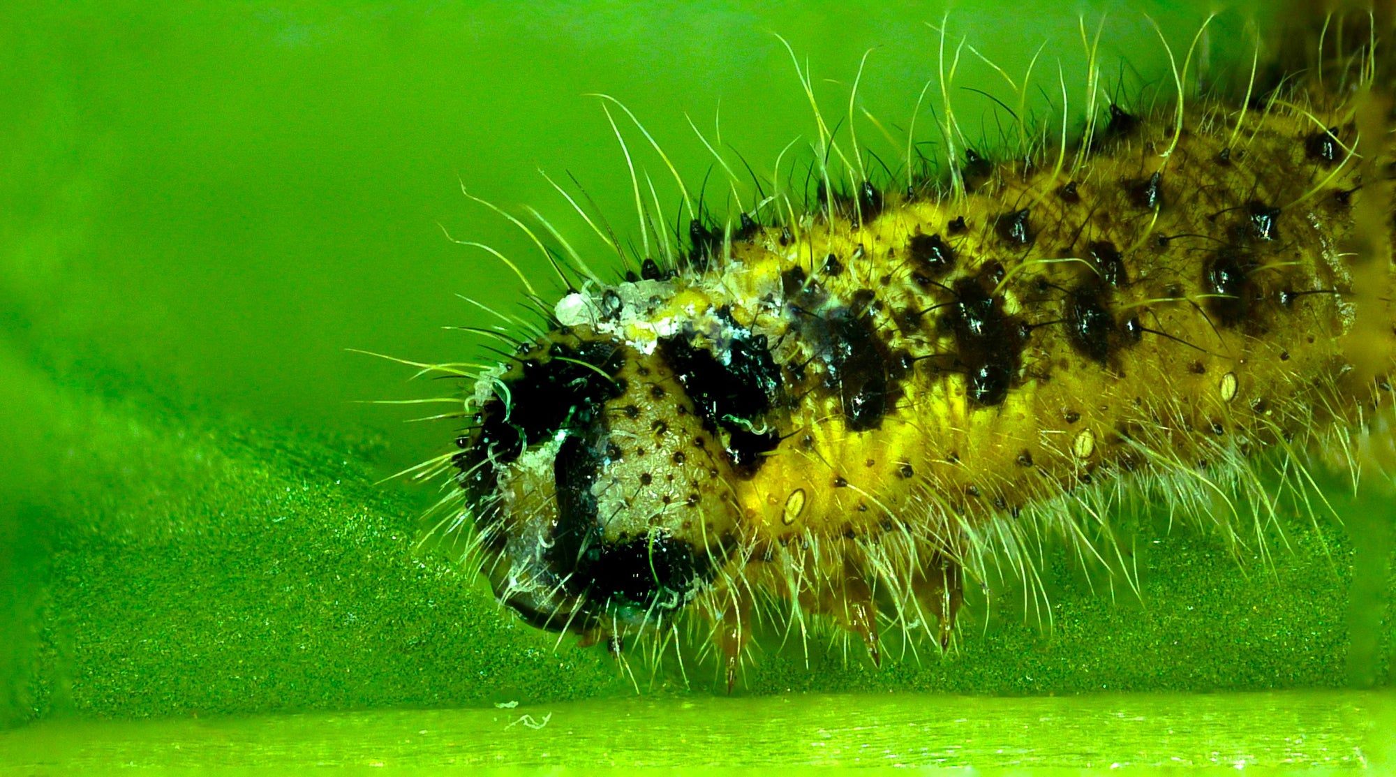 Caterpillar Killer Nematodes