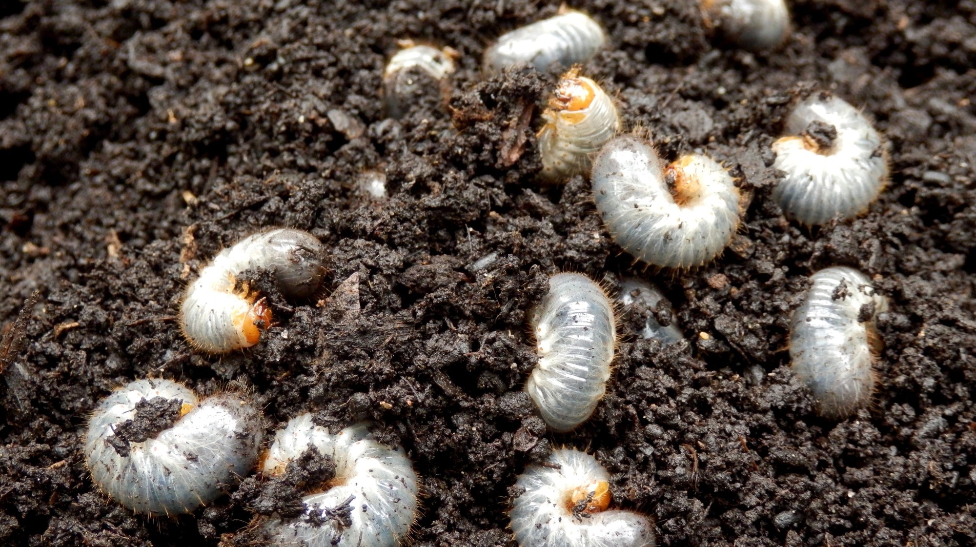 Small Garden Chafer Grub Killer Nematodes