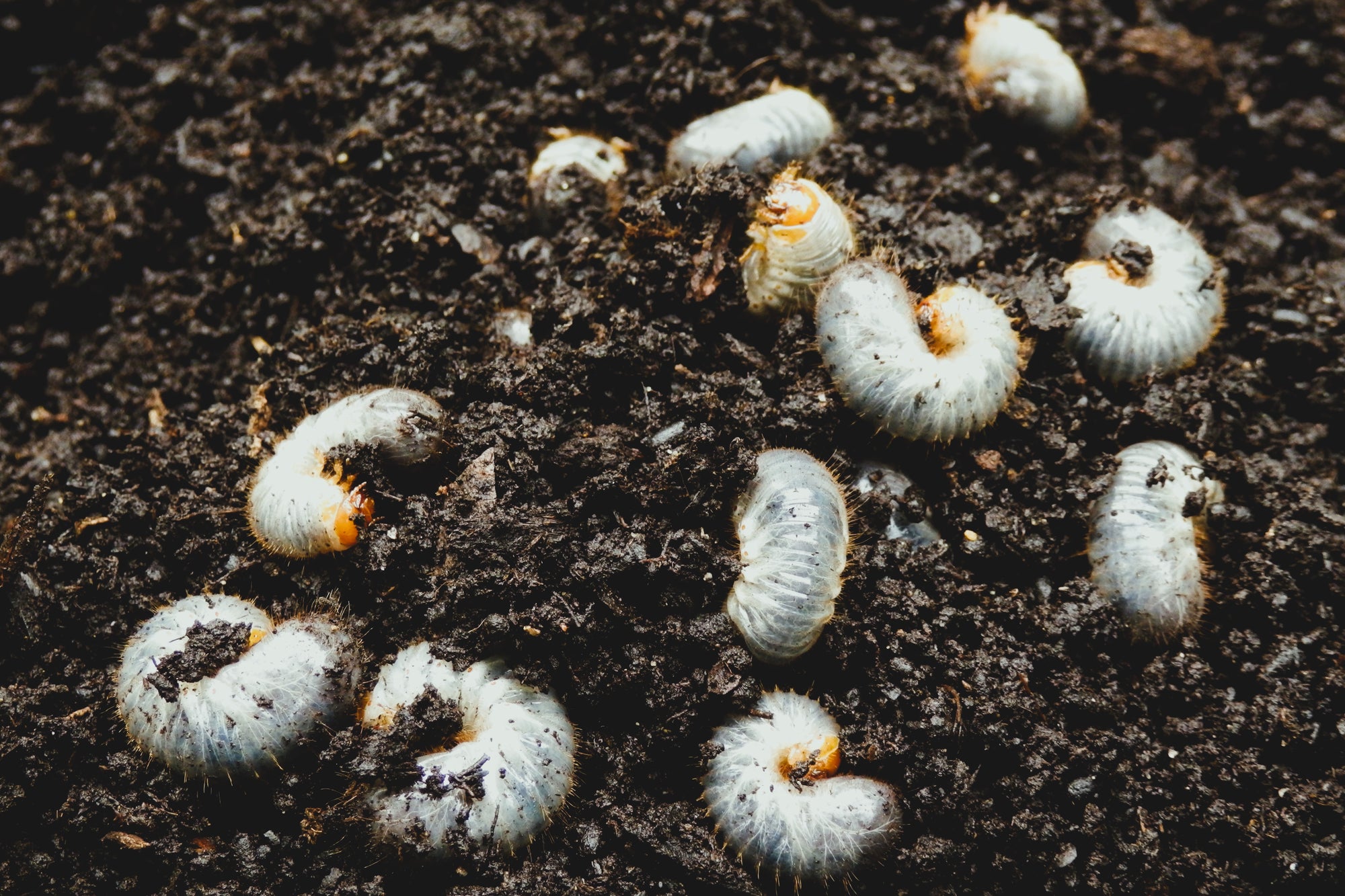 Chafer Grub Control & Recovery Bundle: Chafer Grub Killer Nematodes + Lawn Grub Repair Boost