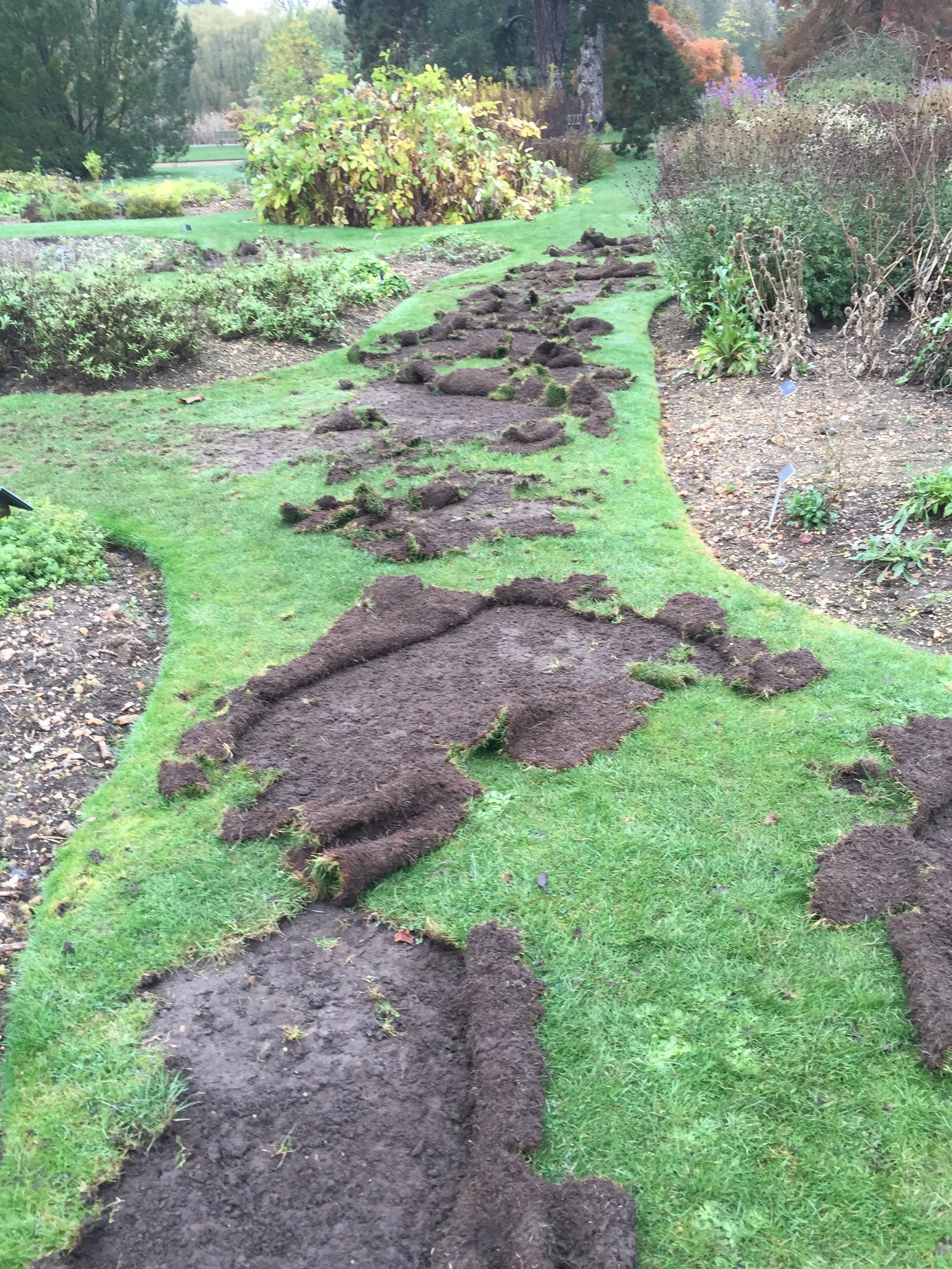 Chafer Grub Killer Nematodes - Heterorhabditis bacteriophora