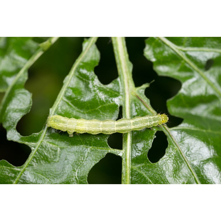 Small Garden Caterpillar Killer Nematodes