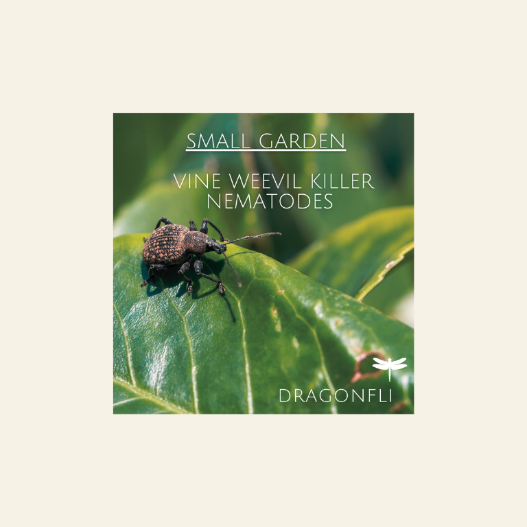 Small Garden Vine Weevil Killer Nematodes