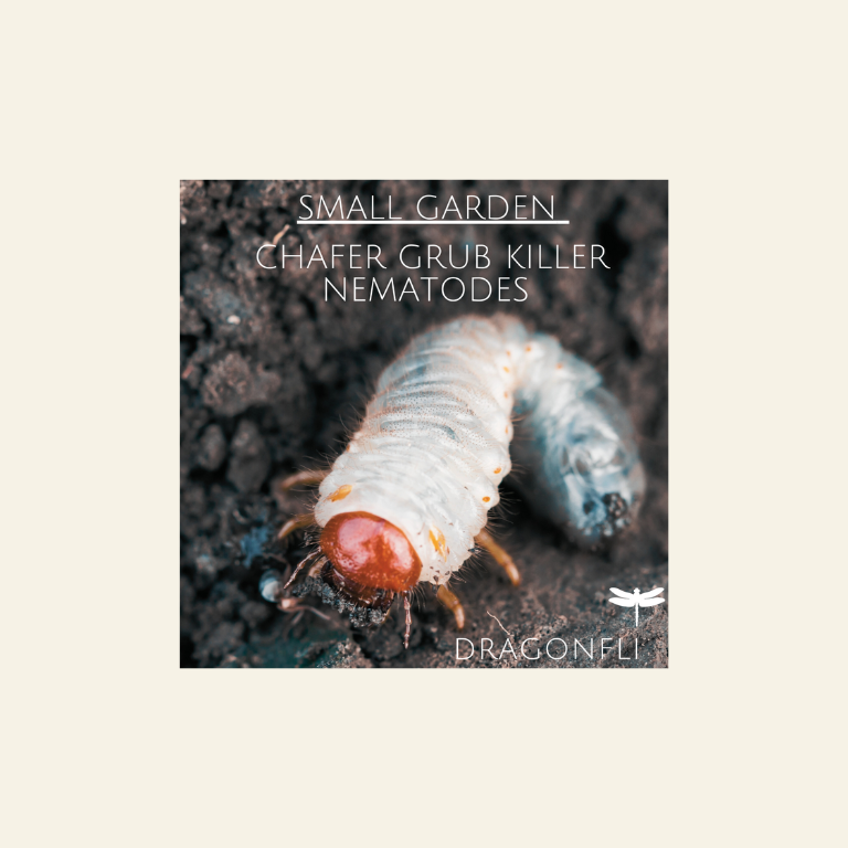 Small Garden Chafer Grub Killer Nematodes