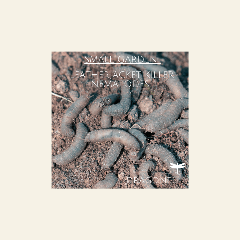 Small Garden Leatherjacket Killer Nematodes