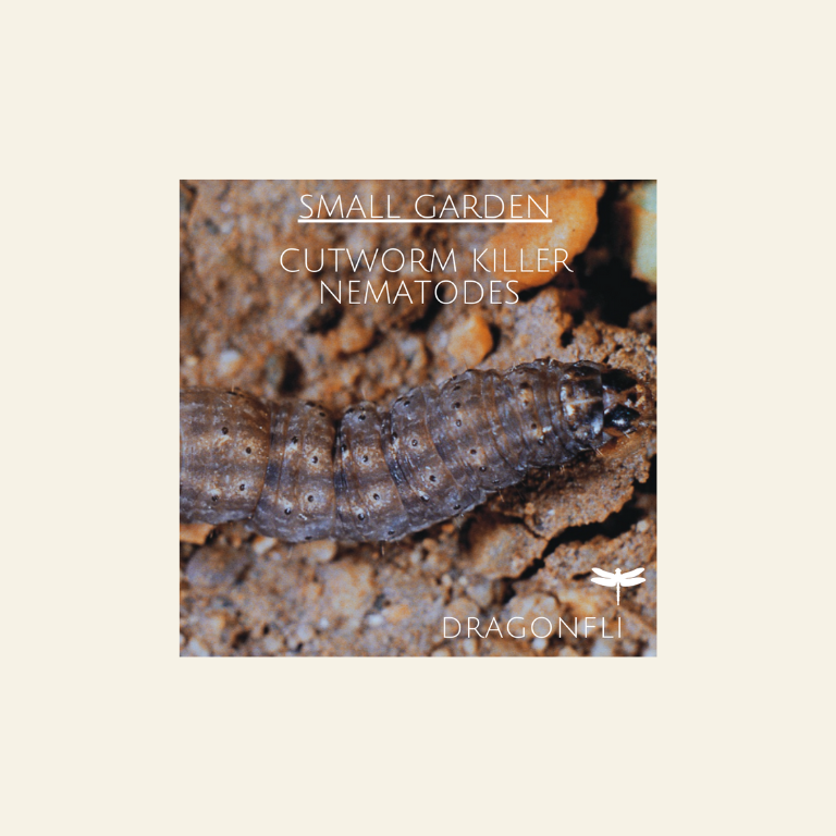Small Garden Cutworm Killer Nematodes