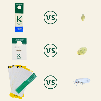 NEW: Whitefly Killer Bundle: Predatory Mites, Parasitic Wasps & Sticky Traps