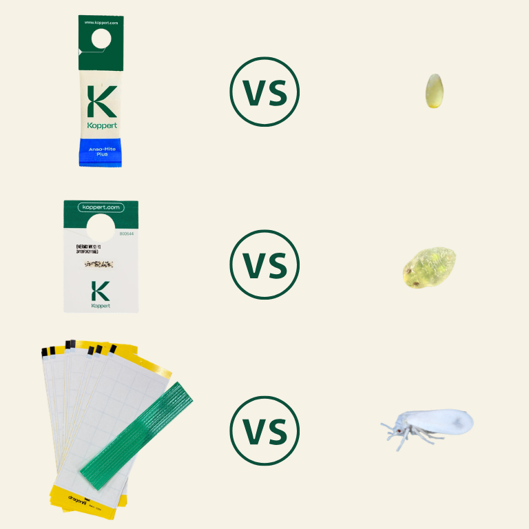 NEW: Whitefly Killer Bundle: Predatory Mites, Parasitic Wasps & Sticky Traps