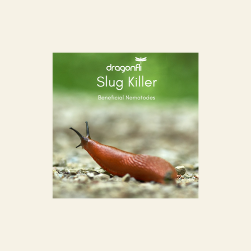 Slug Killer Nematodes - Phasmarhabditis sp.