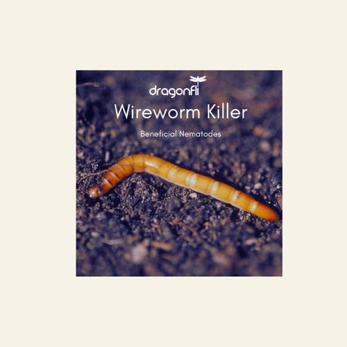 Wireworm Killer Nematodes