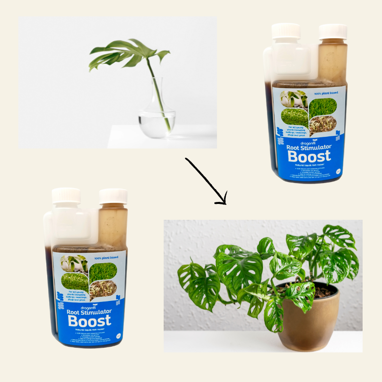 root stimulator for house plants Root Stimulator Boost