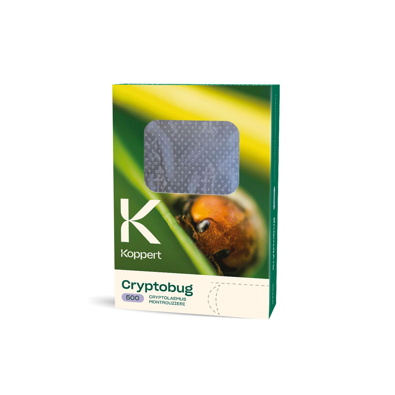 Mealybug Predator Adults - Cryptolaemus montrouzieri