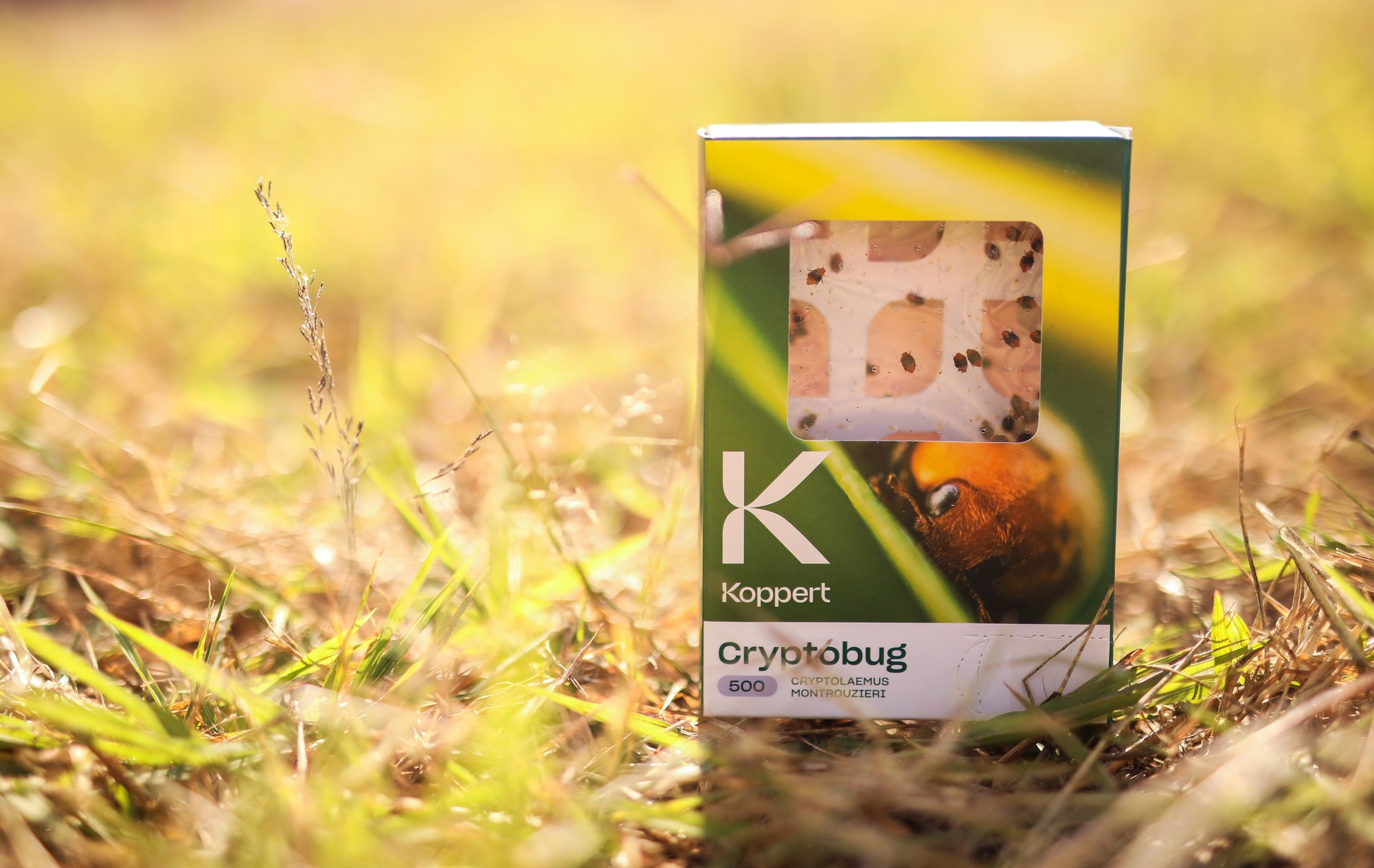 Mealybug Predator Adults - Cryptolaemus montrouzieri