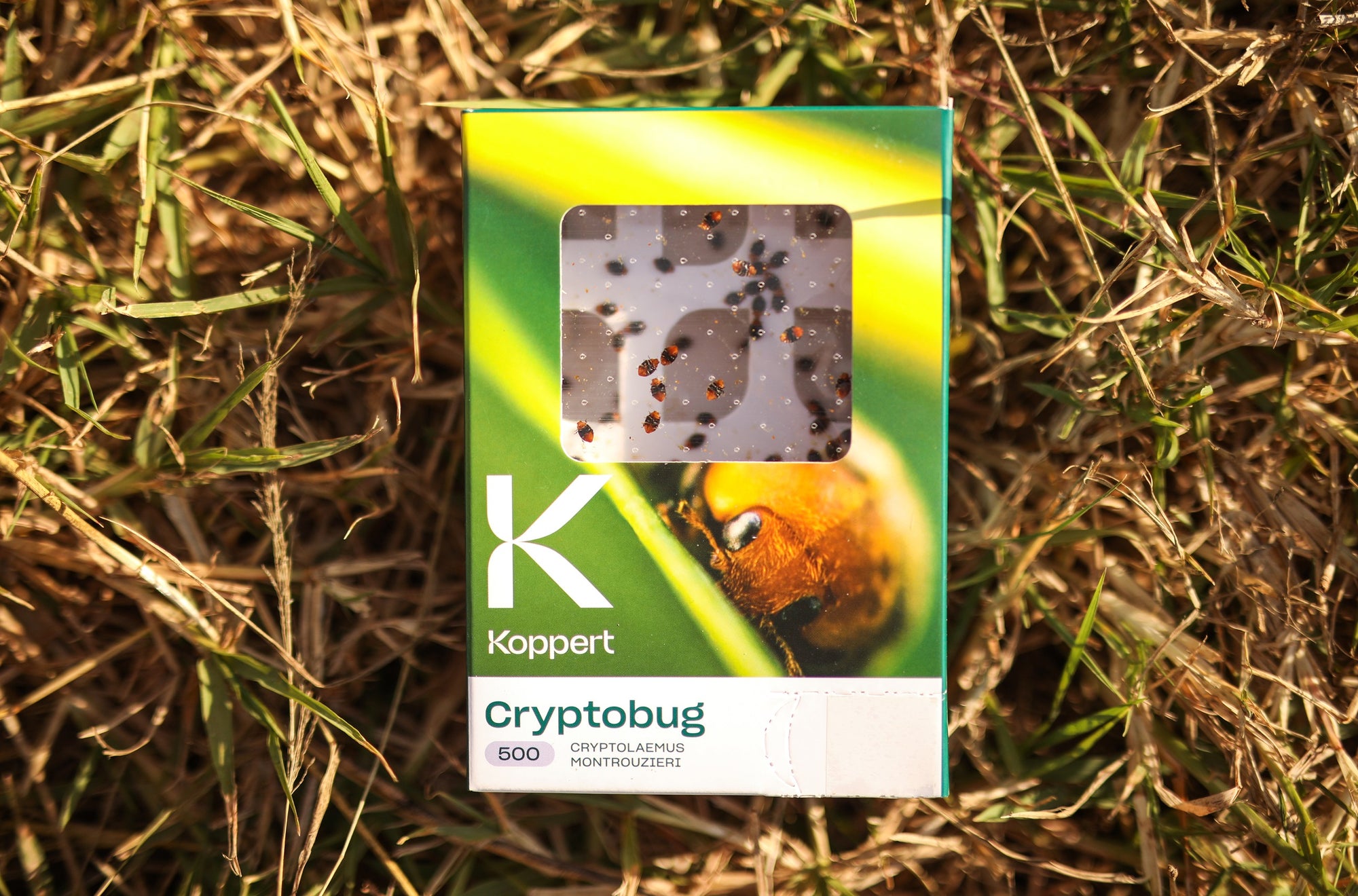 Mealybug Predator Adults - Cryptolaemus montrouzieri