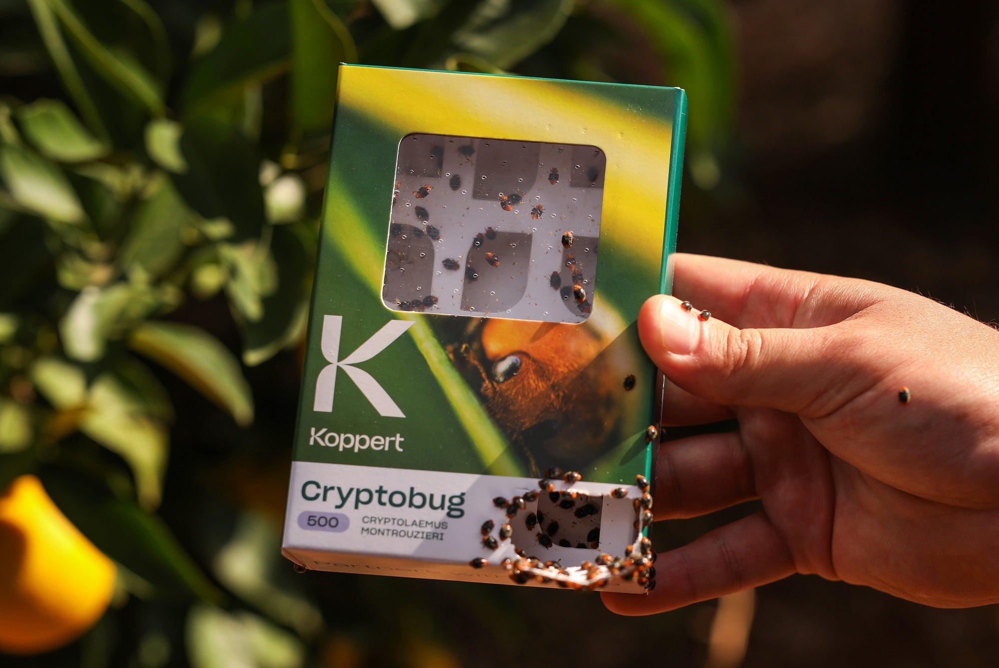 Mealybug Predator Adults - Cryptolaemus montrouzieri