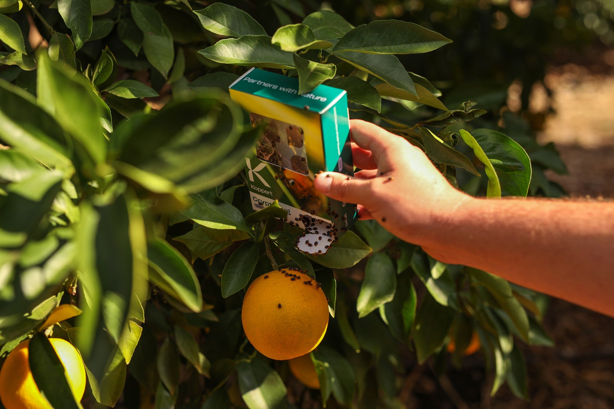 Mealybug Predator Adults - Cryptolaemus montrouzieri