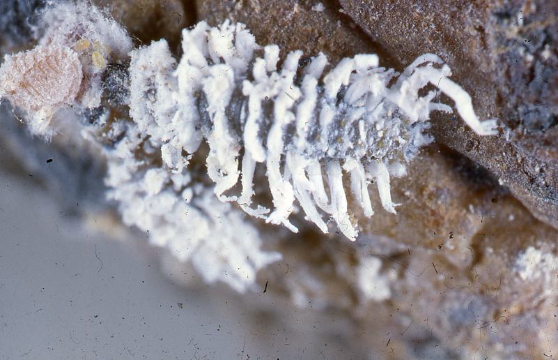 NEW: Mealybug Predator Larvae - Cryptolaemus montrouzieri (Sachets)