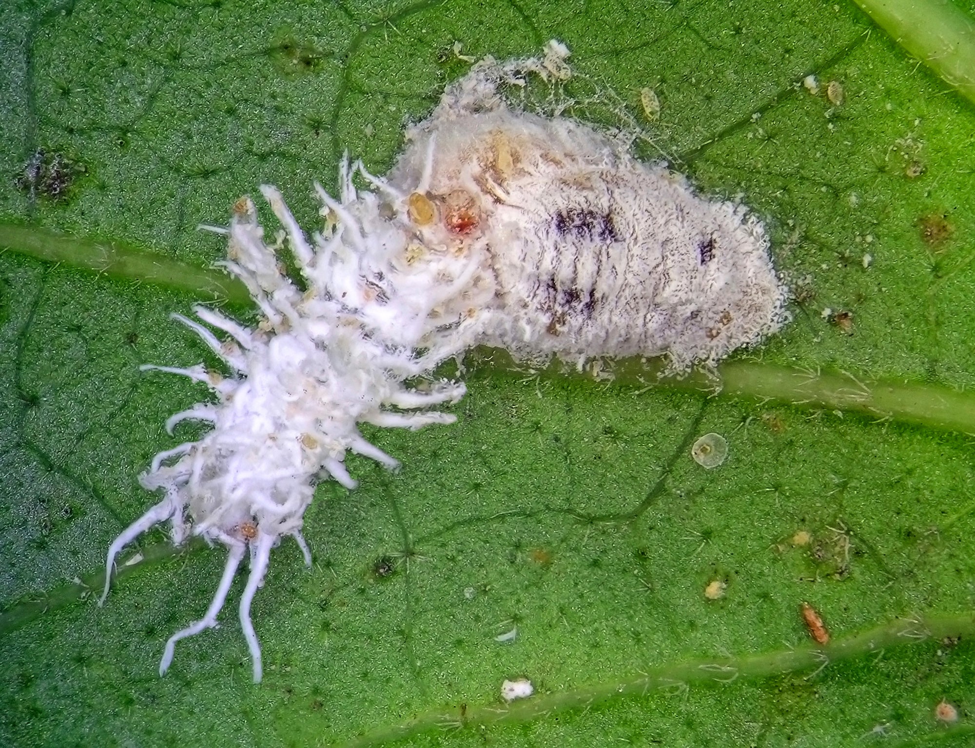 NEW: Mealybug Predator Larvae - Cryptolaemus montrouzieri (Sachets)