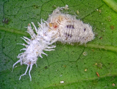 NEW: Mealybug Predator Larvae - Cryptolaemus montrouzieri (Sachets)