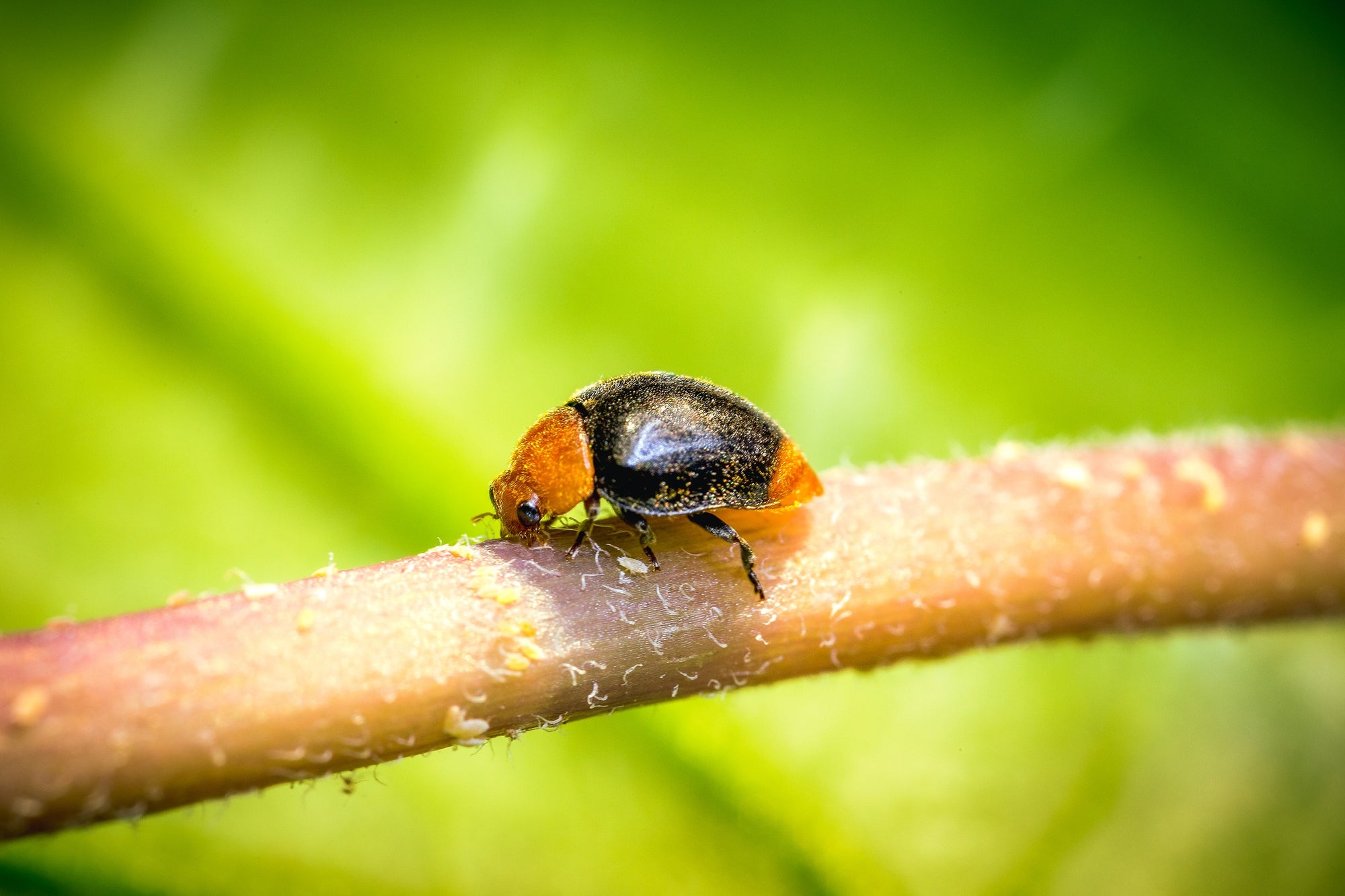 Mealybug Predator Adults - Cryptolaemus montrouzieri