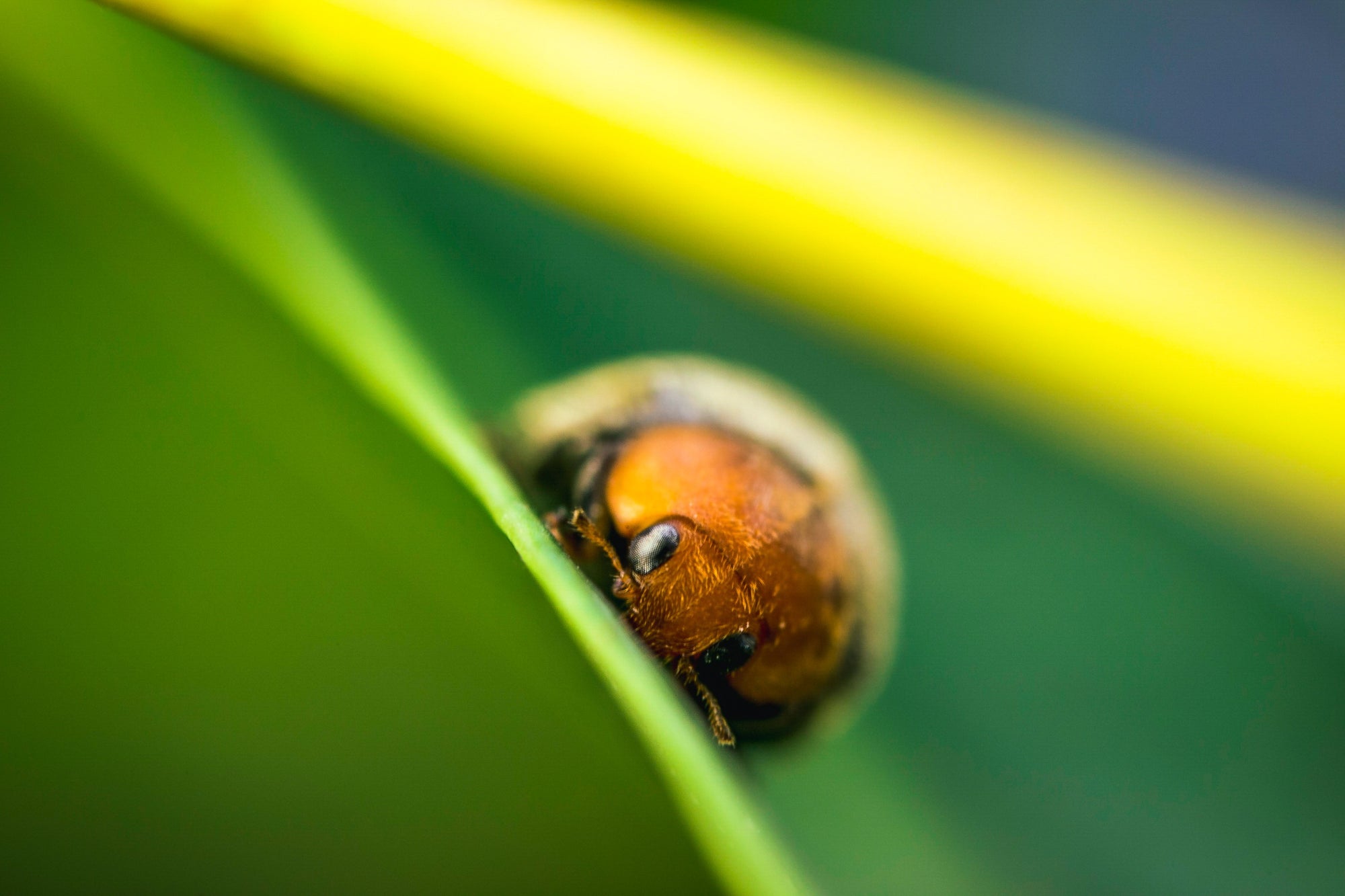 Mealybug Predator Adults - Cryptolaemus montrouzieri