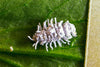 Mealybug Predator Larvae - Cryptolaemus montrouzieri