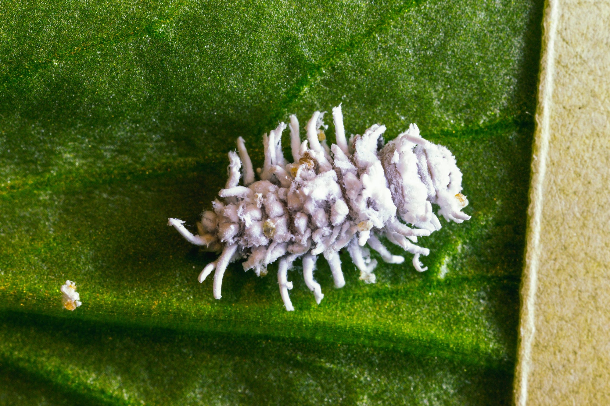 Mealybug Predator Larvae - Cryptolaemus montrouzieri - Dragonfli