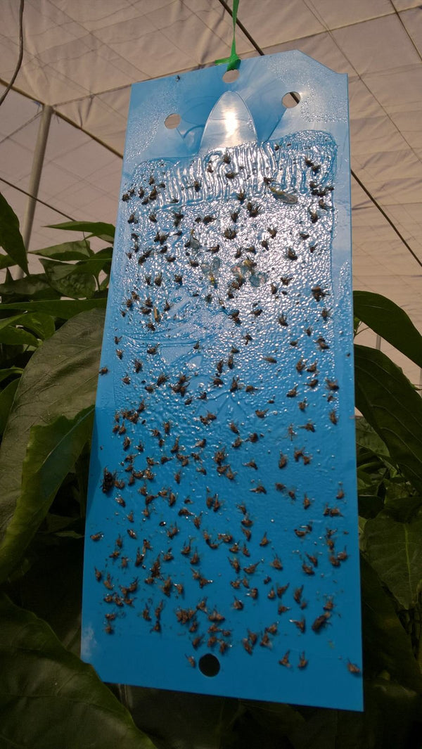 Blue Eco Sticky Insect Traps 10x25cm (Pack of 10) - Dragonfli