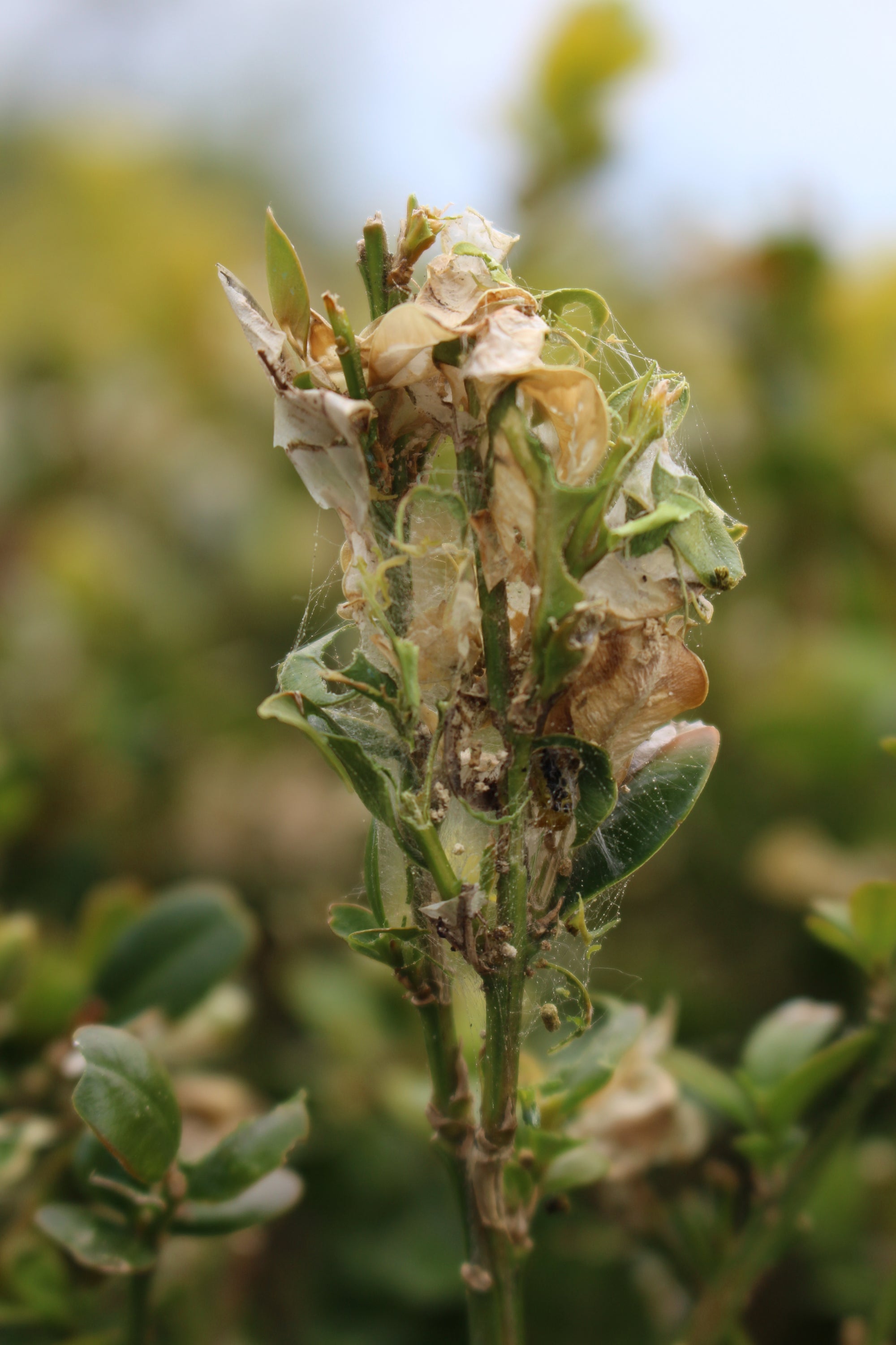 Small Garden Box Tree Caterpillar Killer Nematodes