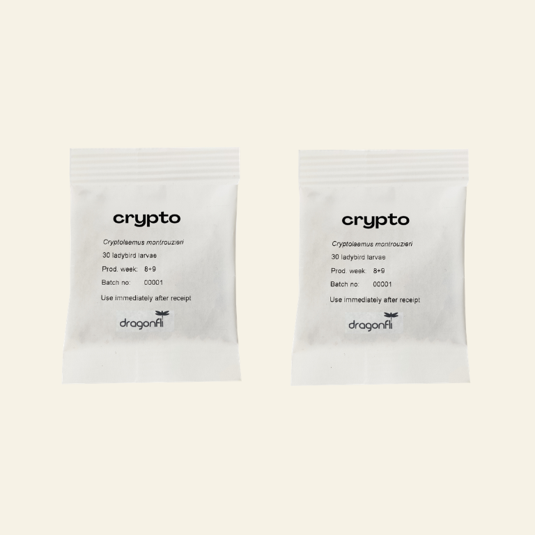 NEW: Mealybug Predator Larvae - Cryptolaemus montrouzieri (Sachets)