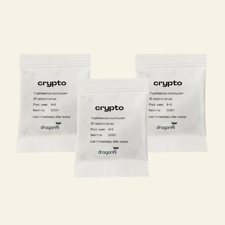 NEW: Mealybug Predator Larvae - Cryptolaemus montrouzieri (Sachets)