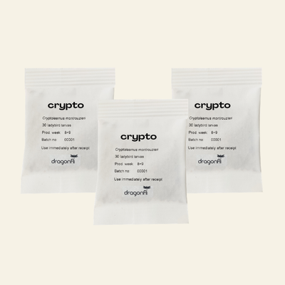 NEW: Mealybug Predator Larvae - Cryptolaemus montrouzieri (Sachets)