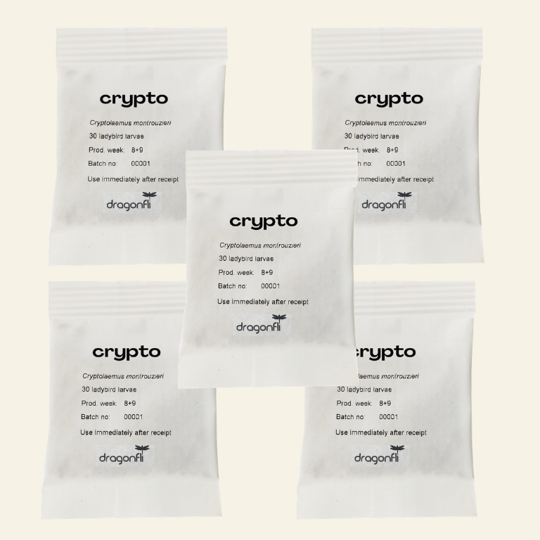 NEW: Mealybug Predator Larvae - Cryptolaemus montrouzieri (Sachets)
