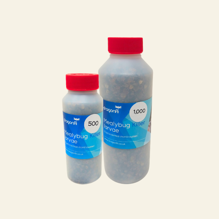 Mealybug Predator Larvae - Cryptolaemus montrouzieri (Bottles)