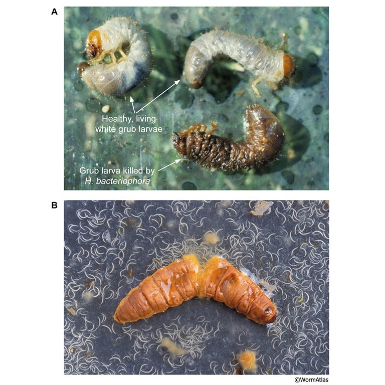 Chafer Grub Killer Nematodes - Heterorhabditis bacteriophora