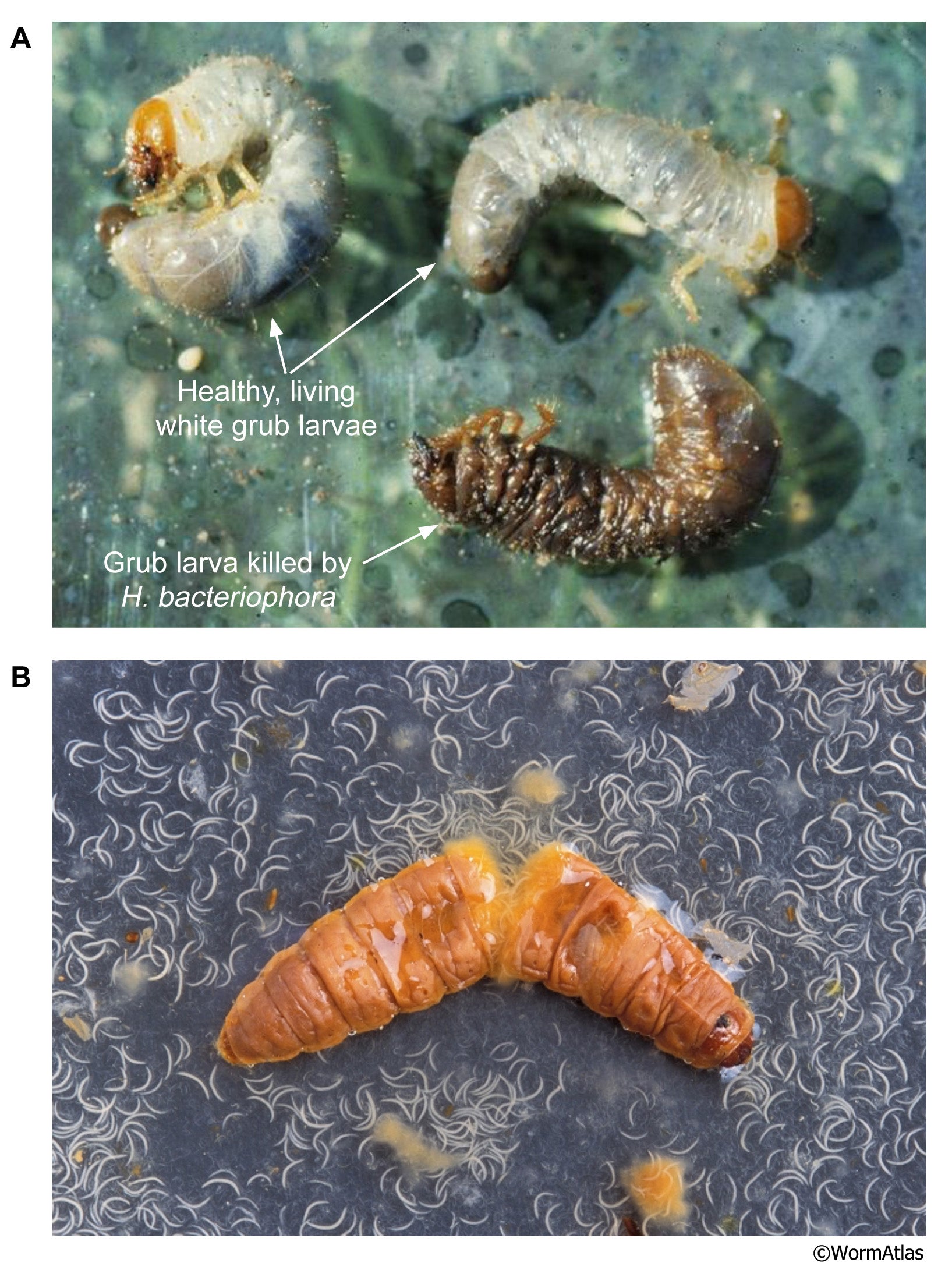 Small Garden Chafer Grub Killer Nematodes
