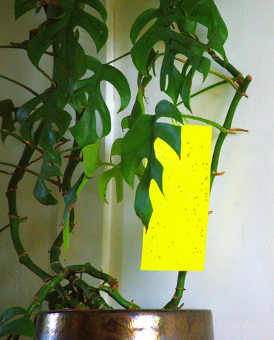 Yellow Sticky Traps 10x25cm