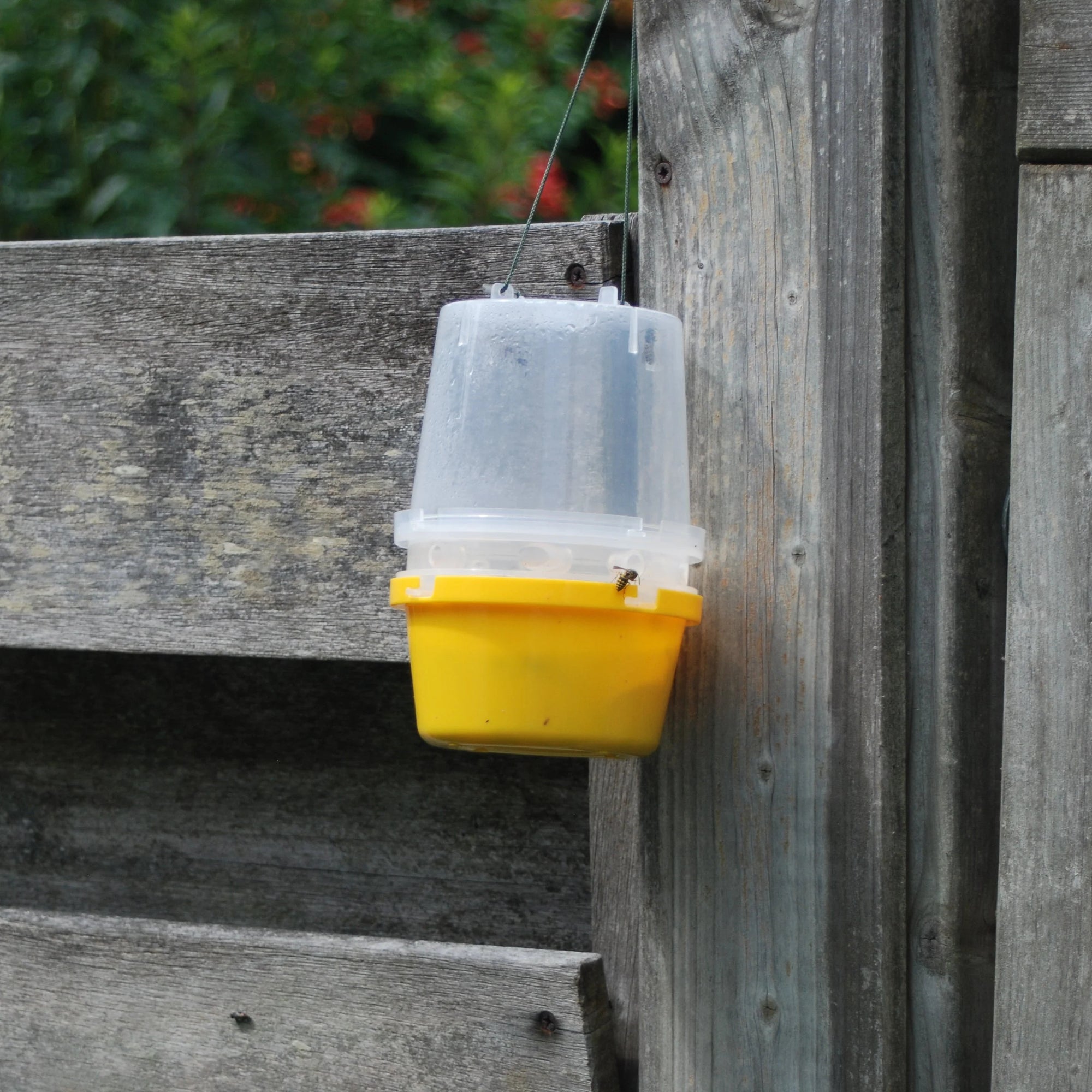 Wasp Trap With Attractant